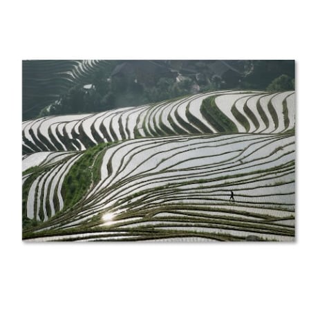 Robert Harding Picture Library 'Rice Fields' Canvas Art,12x19